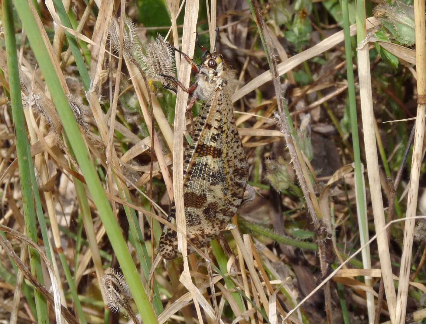 Palpares libelluloides biancastro